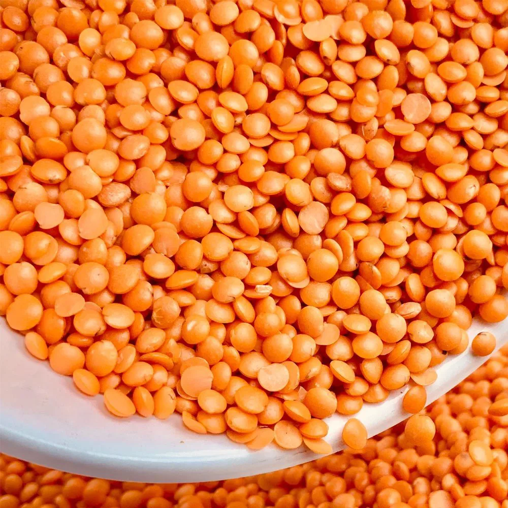 Indian Red Lentils Exporter and Supplier from India