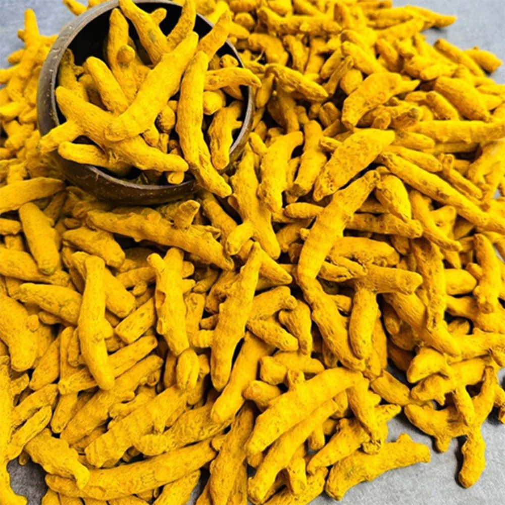 Indian turmeric fingers for spice processing and bulk export
